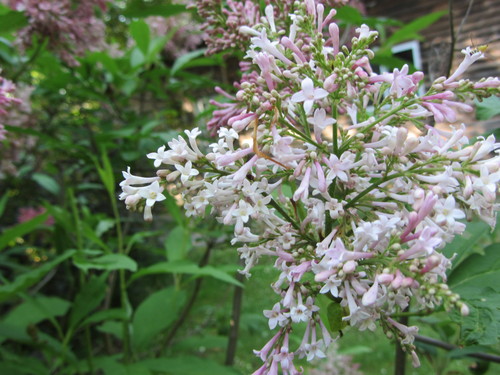 b0247153_838597.jpg