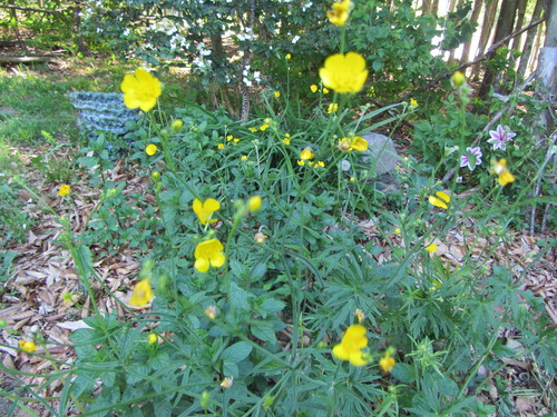 b0247153_8531577.jpg