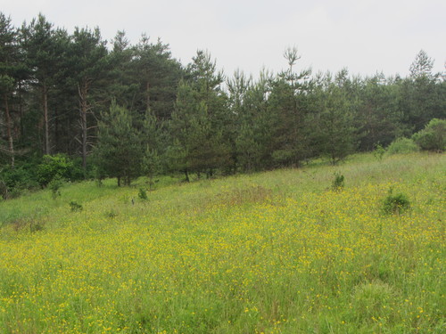 b0247153_90553.jpg
