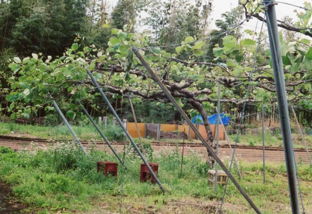 c0082066_5591750.jpg