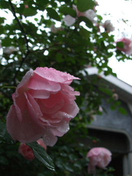 f0039281_22255725.jpg