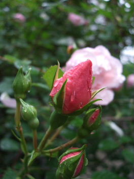 f0039281_22261137.jpg