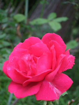f0039281_22265695.jpg