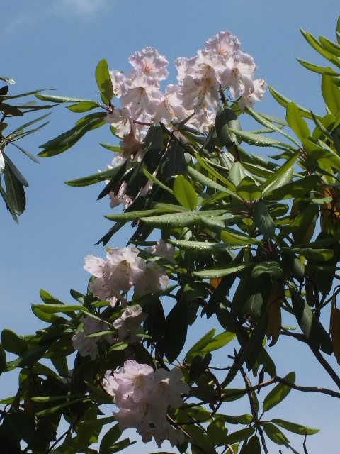 e0145782_20253394.jpg