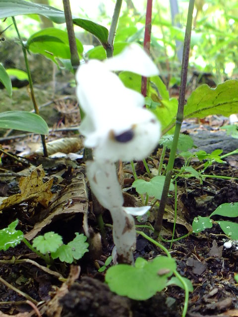 e0145782_20312846.jpg