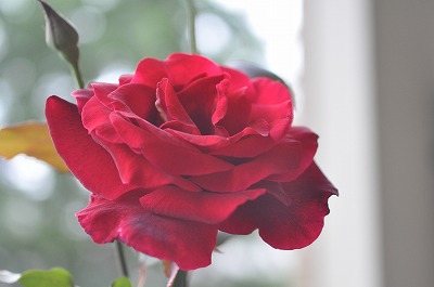 a0152391_23275580.jpg