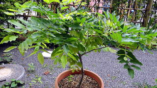c0122791_16171760.jpg