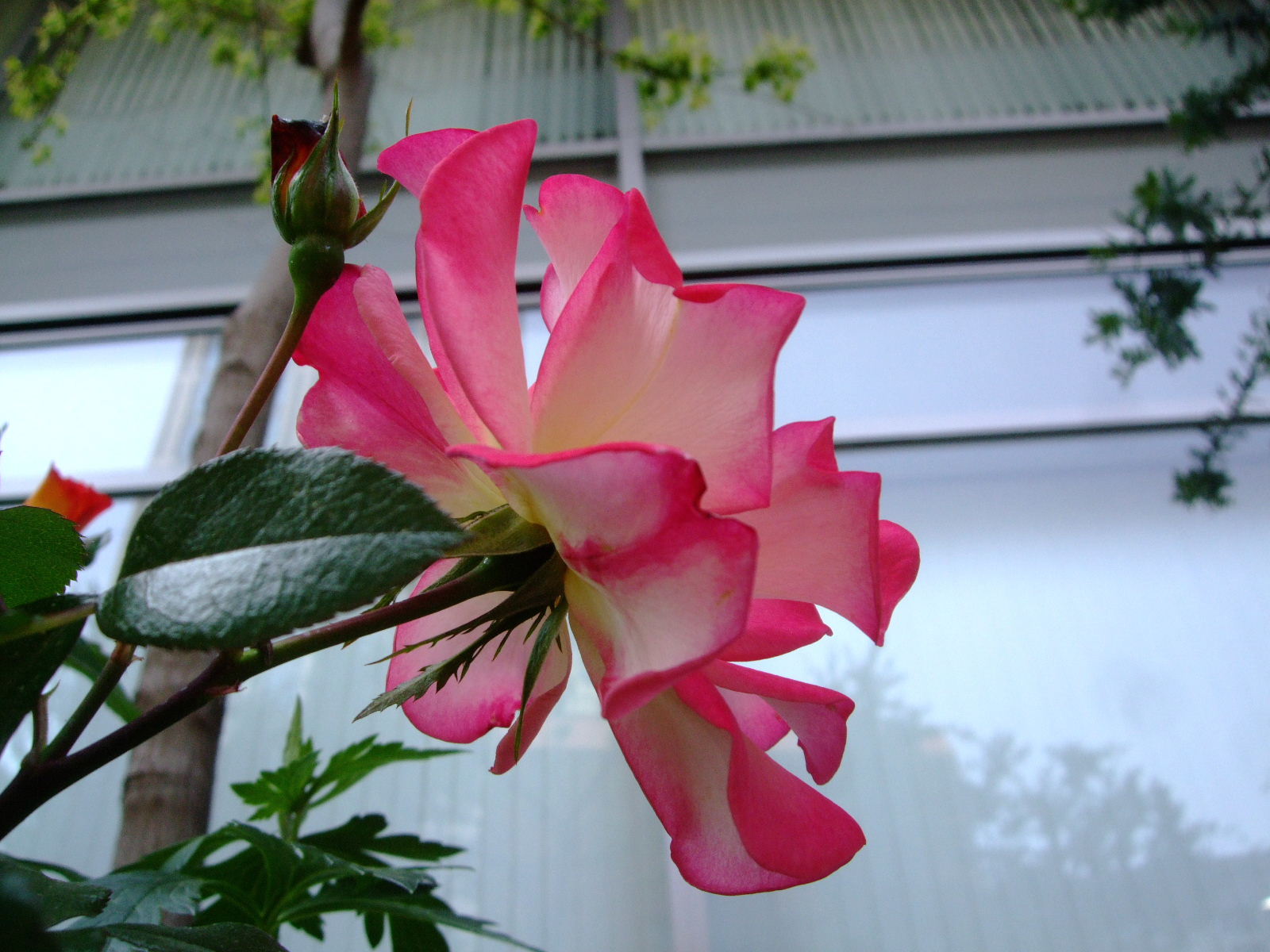 f0100593_173129100.jpg