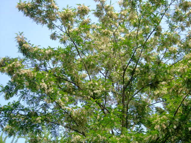f0100593_17322588.jpg