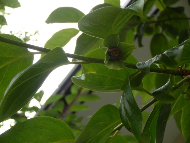 f0130894_21529.jpg