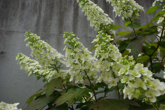 c0056707_1040351.jpg