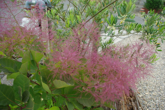 c0056707_10403922.jpg
