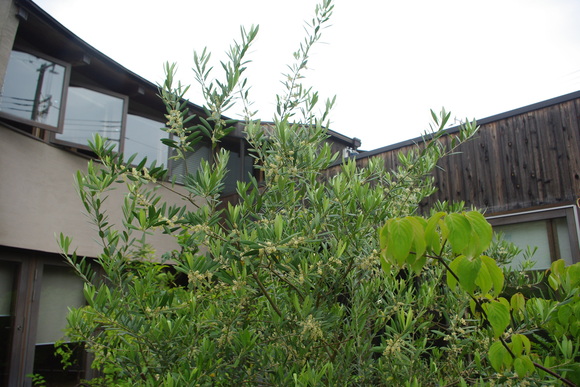 c0056707_10405316.jpg