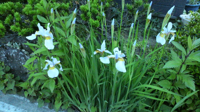 b0035611_20263939.jpg