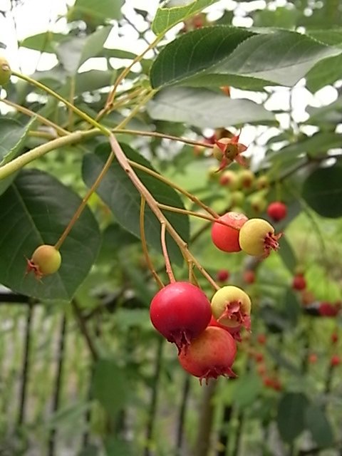 b0127721_1501736.jpg