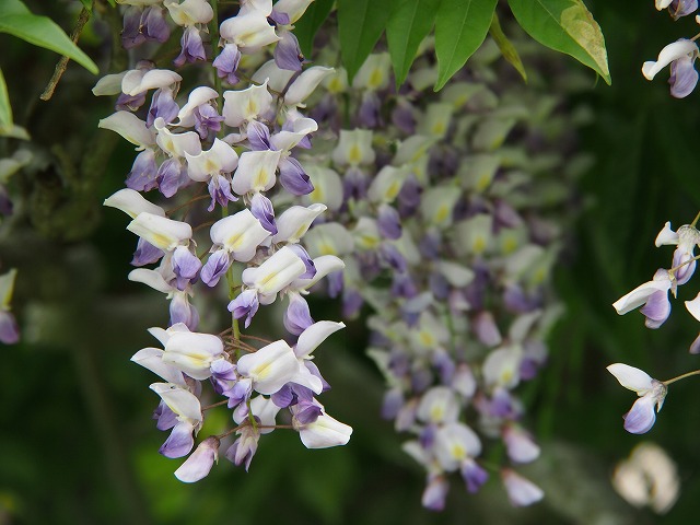 e0184921_1525547.jpg