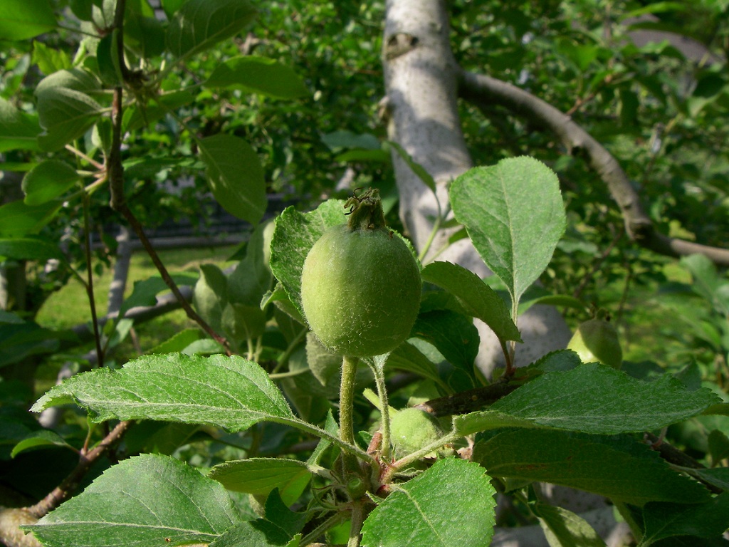 b0062024_2083367.jpg