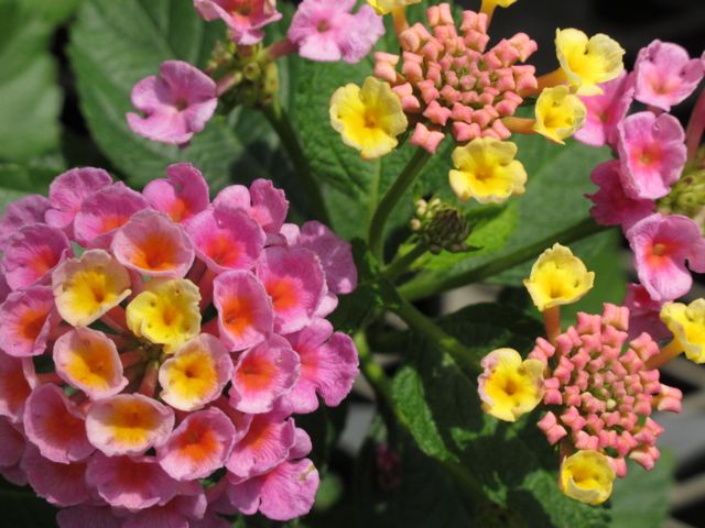 c0019131_15493016.jpg
