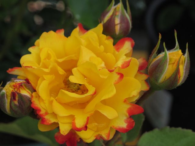c0019131_15501163.jpg