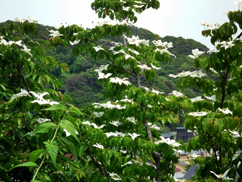 d0037233_10301437.jpg