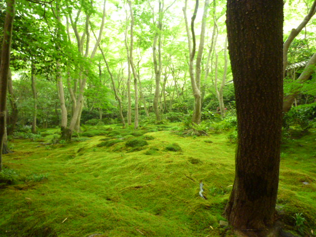 d0106134_10431415.jpg