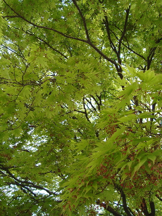 c0155539_12364884.jpg