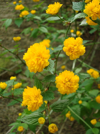 c0155539_1339659.jpg