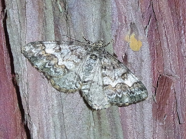 b0070071_834658.jpg