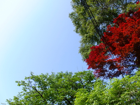 a0043982_8135253.jpg