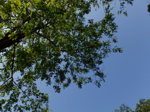 a0043982_8142792.jpg