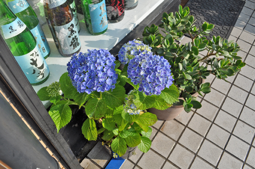 a0153395_17333135.jpg