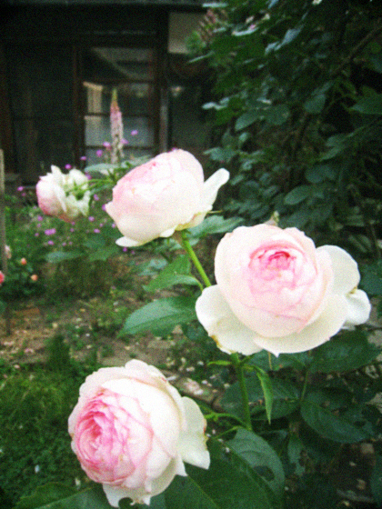 d0077603_11465310.jpg