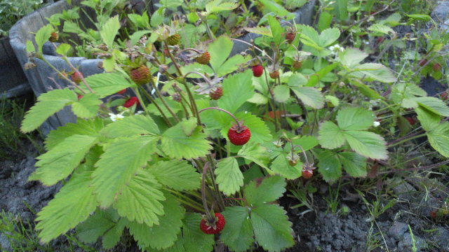b0035611_20573186.jpg
