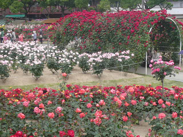 e0026017_15524279.jpg