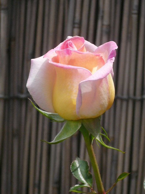 e0026017_1553563.jpg