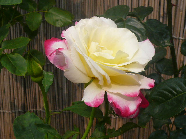 e0026017_15543491.jpg