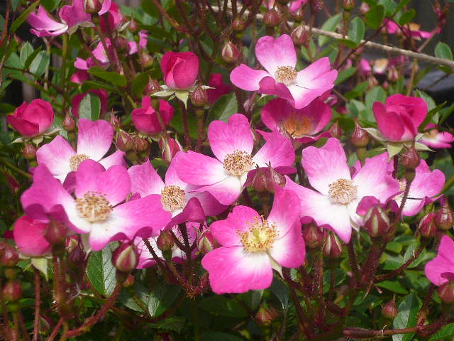 e0026017_15552138.jpg