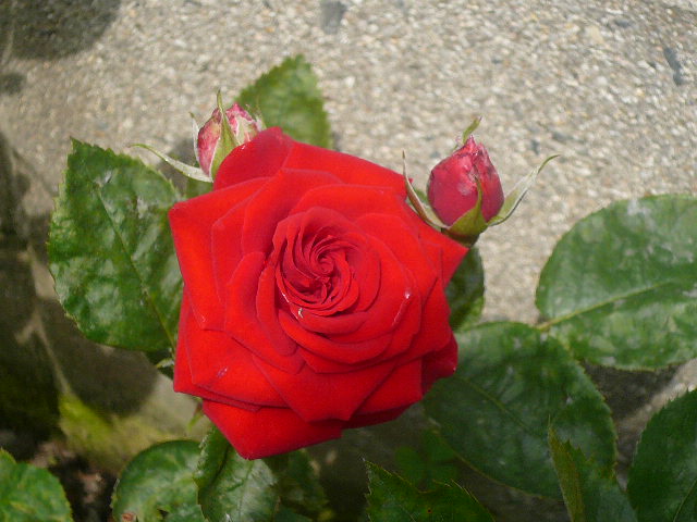 e0026017_15554866.jpg