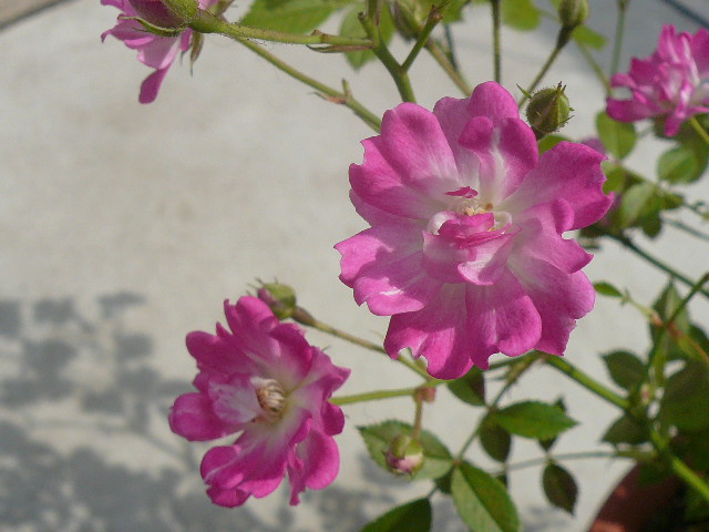 e0026017_15571019.jpg