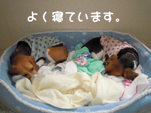 c0166622_1524760.jpg
