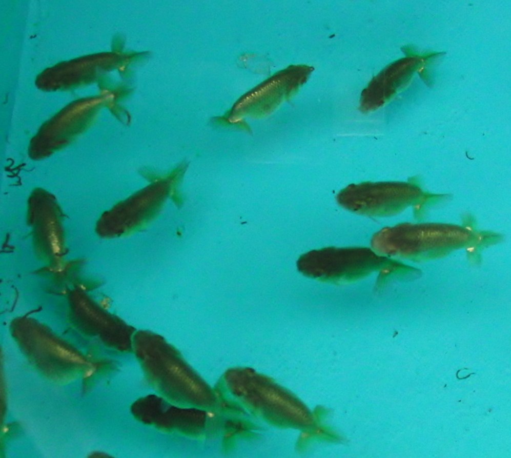 c0020725_15475021.jpg