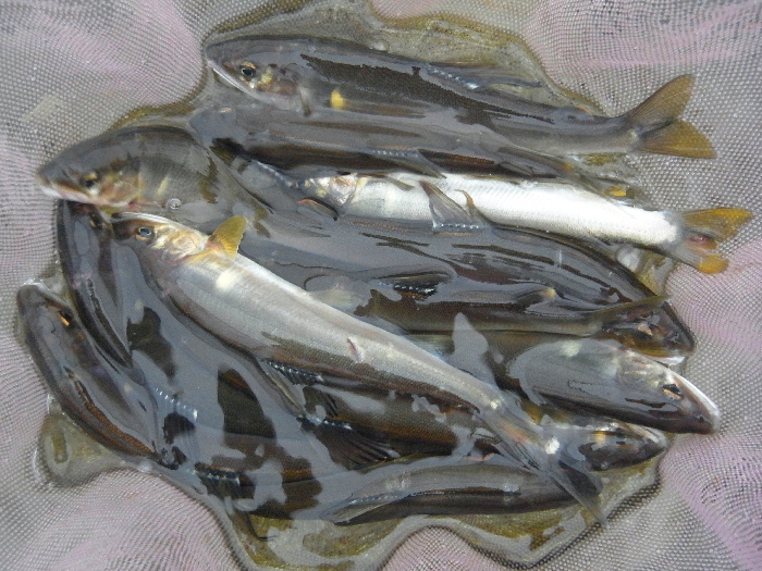 f0103126_2028413.jpg