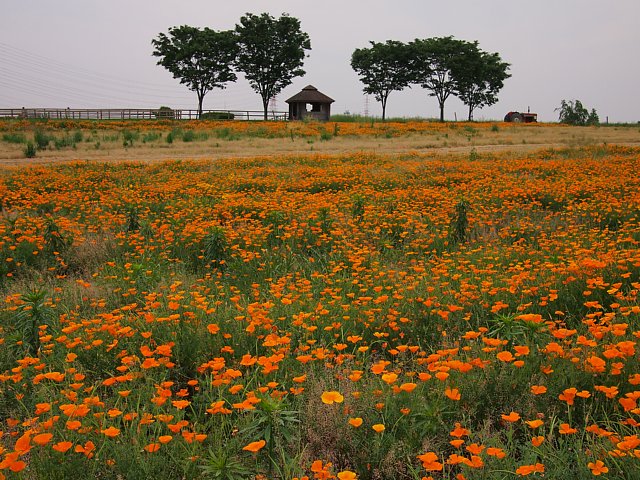 b0134829_2025938.jpg