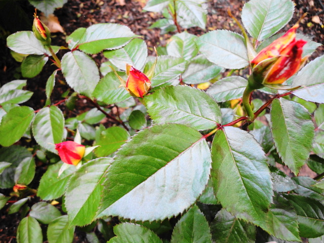a0224537_6104578.jpg