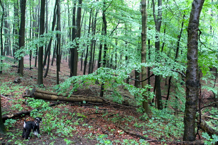 c0153740_18182652.jpg
