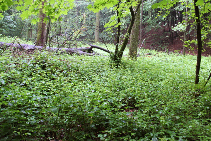 c0153740_18253872.jpg