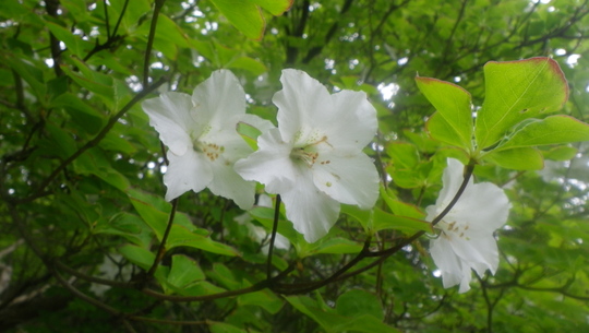 c0042847_11243535.jpg