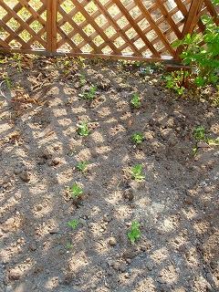 e0004756_21321693.jpg