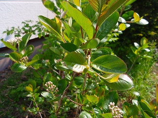 e0004756_21323930.jpg