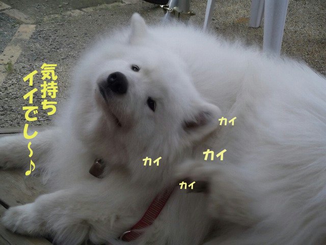 e0176159_1253306.jpg